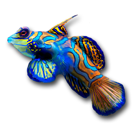 Goby Fish